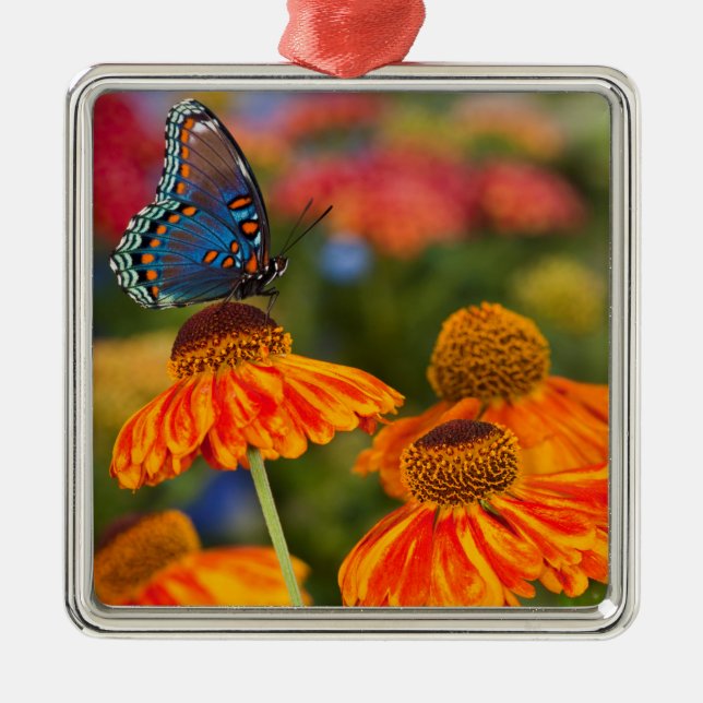 A Spicebush Swallowtail, Papilio troilus Metal Tree Decoration (Front)