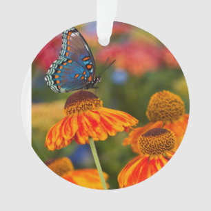 A Spicebush Swallowtail, Papilio troilus Ornament