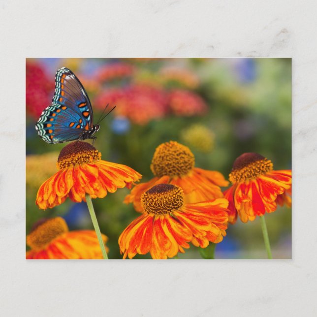 A Spicebush Swallowtail, Papilio troilus Postcard (Front)