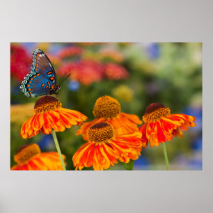 A Spicebush Swallowtail, Papilio troilus Poster