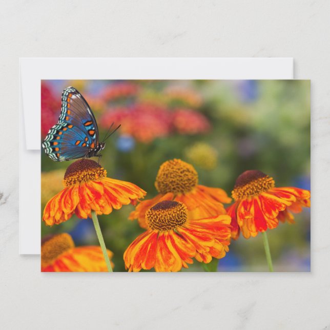 A Spicebush Swallowtail, Papilio troilus Thank You Card (Front)