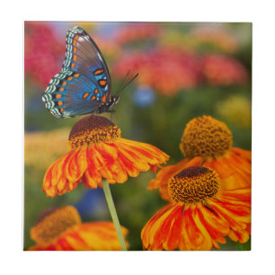 A Spicebush Swallowtail, Papilio troilus Tile