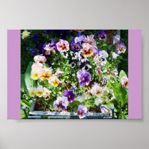 A SPLASH OF COLOR POSTER