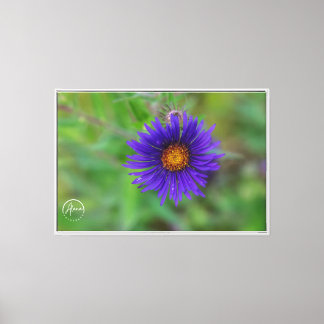 A splash of purple in nature's canvas Print
