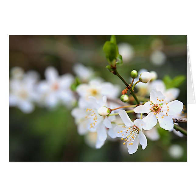 A Splash of Spring (Front Horizontal)