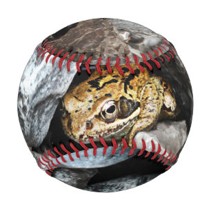 A spotted Frog hides among the rocks in a yard Baseball