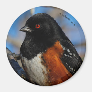 A Spotted Towhee in a Tree Magnet