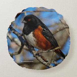 A Spotted Towhee in a Tree Round Cushion