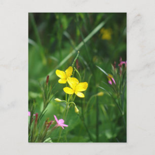 A Spring Meadow in New England Postcard