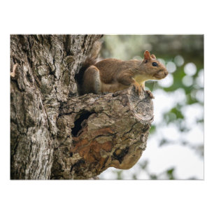A squirrel perched on the knob of a tree. photo print