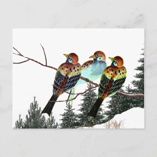 A Star is Born Postcard (Front)