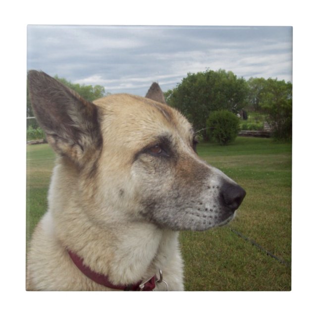 A staring German Shepard Tile (Front)