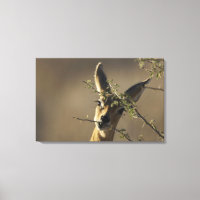 A Steenbok looking at the camera while it eats