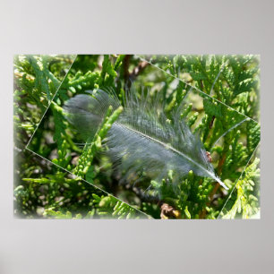 A stray feather poster