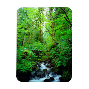 A stream in an old-growth forest magnet