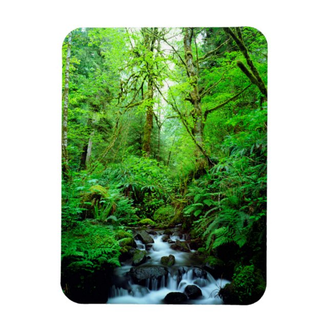 A stream in an old-growth forest magnet (Vertical)