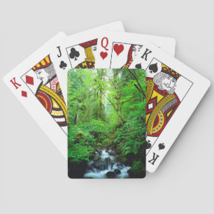A stream in an old-growth forest playing cards