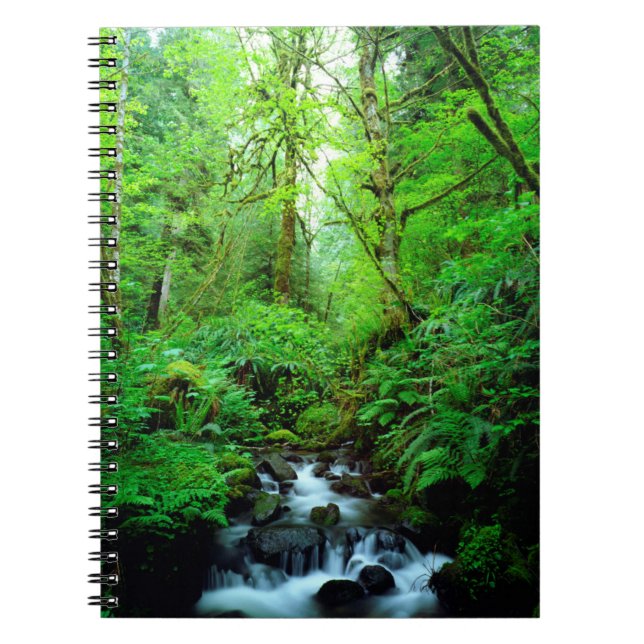 A stream in an old-growth forest spiral notebook (Front)
