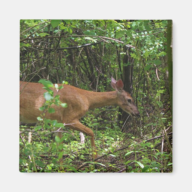 A Stroll Through the Woods Magnet (Front)