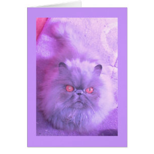 A Study In Lilac Persian Cat