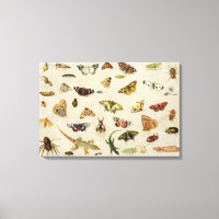 A Study of insects