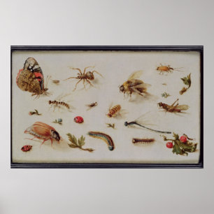 A Study of Insects Poster