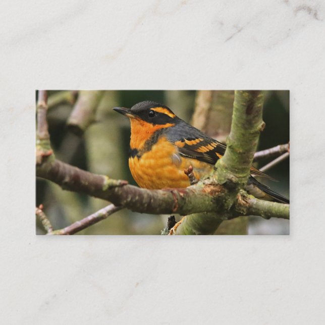 A Stunned But Safe Beautiful Varied Thrush Business Card (Front)