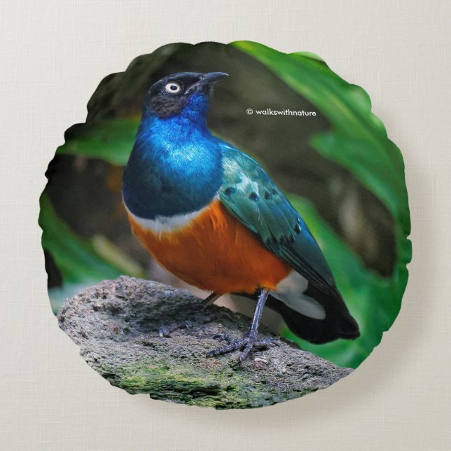 A Stunning African Superb Starling Round Cushion (Front)