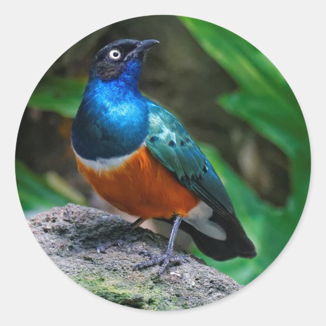 A Stunning African Superb Starling Songbird Classic Round Sticker (Front)