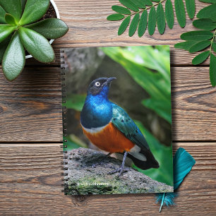 A Stunning African Superb Starling Spiral Notebook