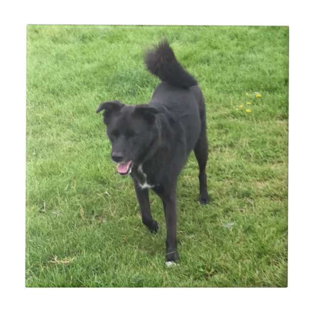 A Stunning Husky/Lab Cross Ceramic Tile (Front)