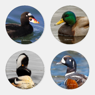 A Stunning Quartet of Colourful Ducks (III) Coaster Set