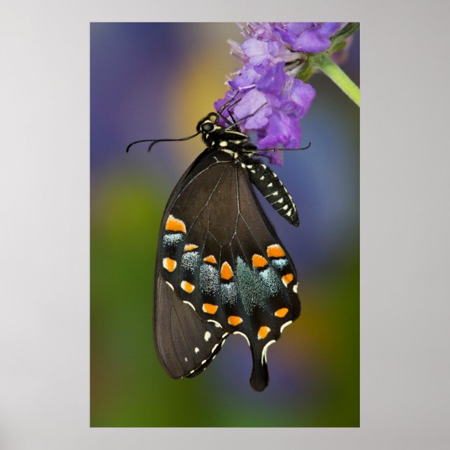 A Sulfur Butterfly Poster (Front)