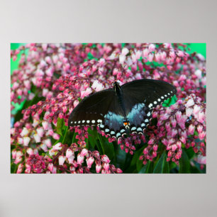 A Sulphur Butterfly In The Phoebis Family Poster