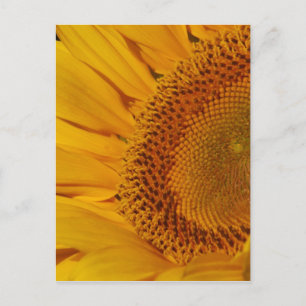 A Sunflower close up photo Postcard