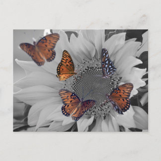 A Sunflower with Several Butterflies Postcard
