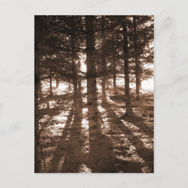 A sunset in the forest postcard. postcard (Front)