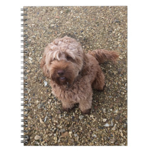 A Super Sweet Cavapoo Notebook