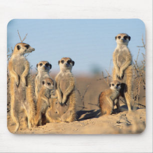 A Suricate family sunning themselves at their den Mouse Pad