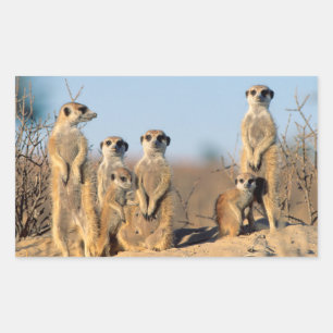 A Suricate family sunning themselves at their den Rectangular Sticker