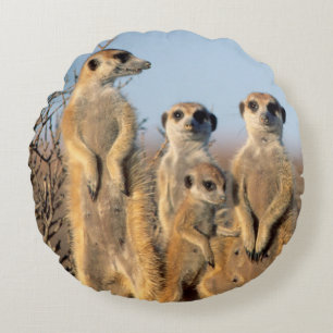 A Suricate family sunning themselves at their den Round Cushion
