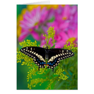 A Swallowtail-Butterfly Landing