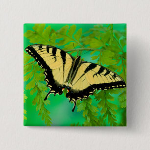 A Swallowtail Butterfly Landing 15 Cm Square Badge