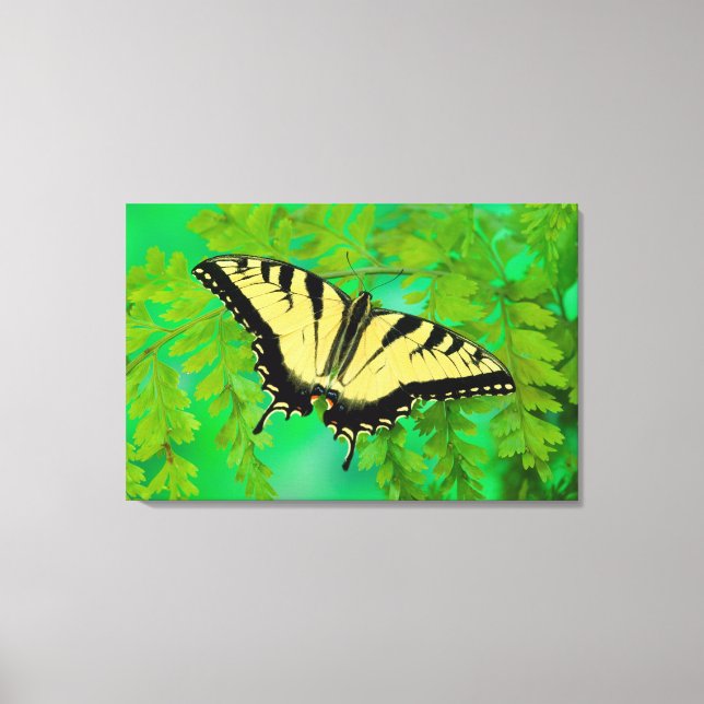 A Swallowtail Butterfly Landing Canvas Print (Front)