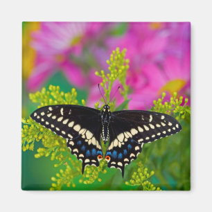 A Swallowtail-Butterfly Landing Magnet