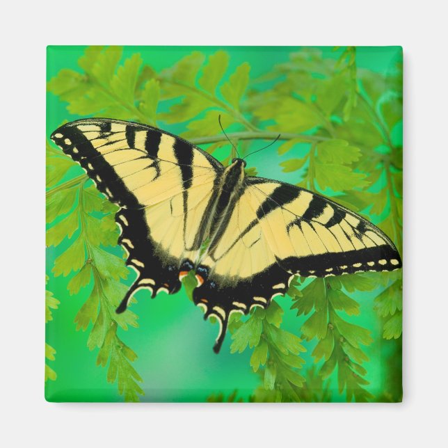 A Swallowtail Butterfly Landing Magnet (Front)