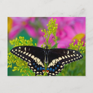 A Swallowtail-Butterfly Landing Postcard