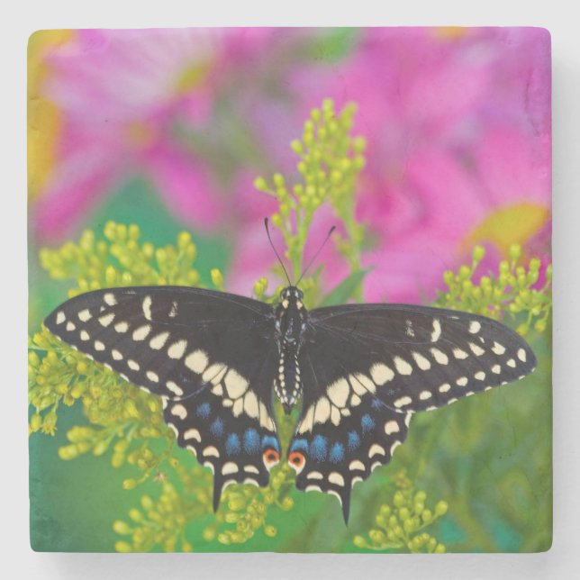 A Swallowtail-Butterfly Landing Stone Coaster (Front)