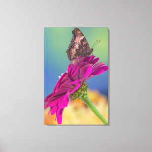 A Swallowtail Butterfly Papilio Multicaudatus Canvas Print