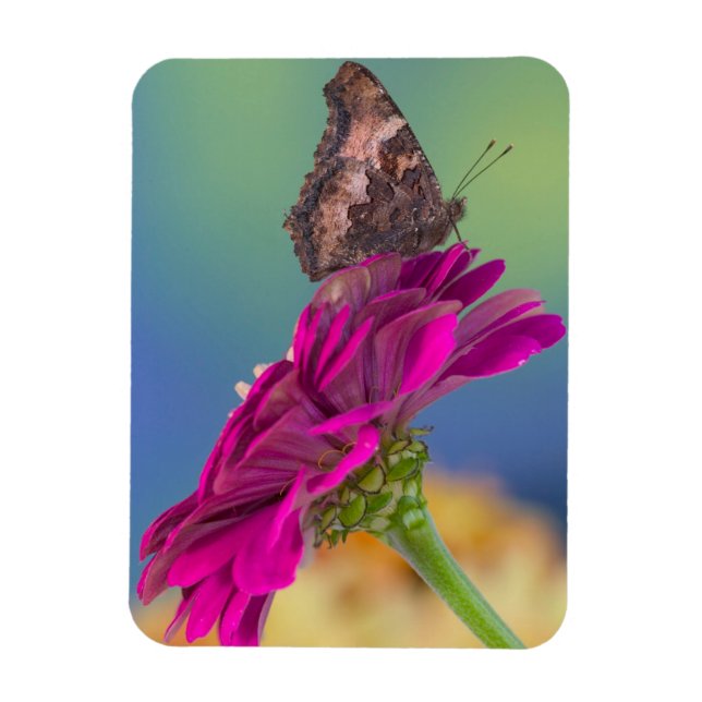 A Swallowtail Butterfly | Papilio Multicaudatus Magnet (Vertical)